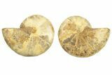Jurassic Cut & Polished Ammonite Fossil (Pair) - Madagascar #223227-1